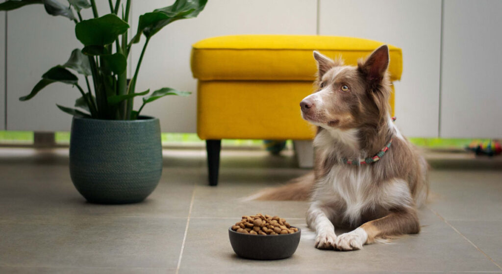 Köpek Maması Markaları Neler?